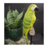 Papuga żółta