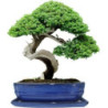 Doniczka Bonsai niebieska