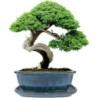 Doniczka Bonsai turkus