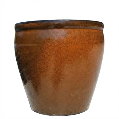 CR Donica Baryłka brązowa