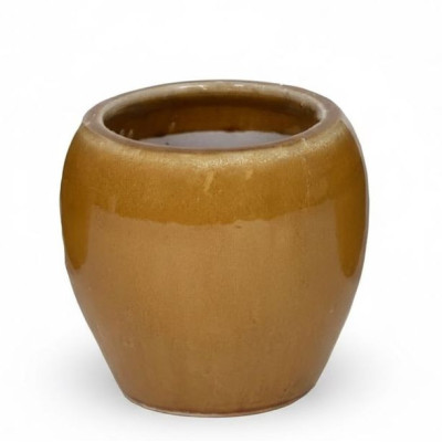 Donica Belly miodowa