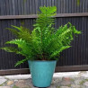 donica Knifolk turkusowa