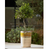 Donica Margaux Green Cream