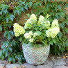 Donica Garden Old z rantem zielona
