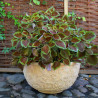 Misa Garden Old Choco antique wzór