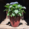 Donica Noble Egg bordo