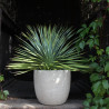 Donica cement Egg Sandy