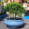 Misa Bauru niebieska
