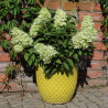 Donica Egg Ananas żółta