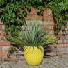 Donica Egg Ananas żółta