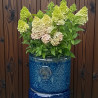 Donica Heritage Edwin cylinder granat
