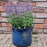 Donica Heritage Edwin cylinder granat