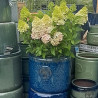Donica Heritage Edwin cylinder granat