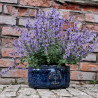 Donica Heritage Edwin misa cylinder granat