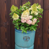 Donica Heritage Edwin cylinder turkus