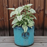 Donica Heritage Edwin cylinder turkus