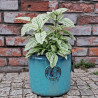 Donica Heritage Edwin cylinder turkus