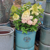 Donica Heritage Edwin cylinder turkus