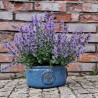 Donica Heritage Edwin misa cylinder niebieska
