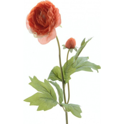 Jaskier pomarańczowy