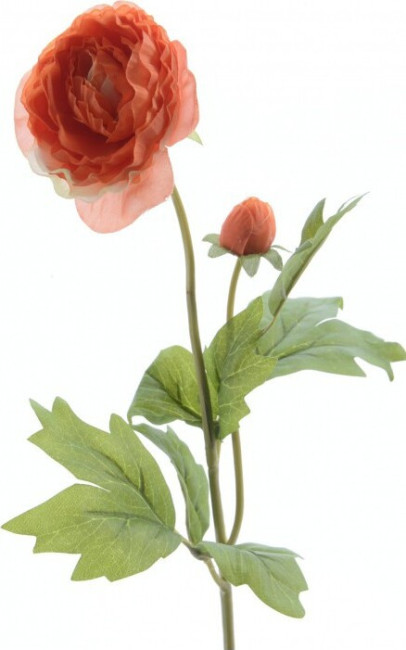 Jaskier pomarańczowy