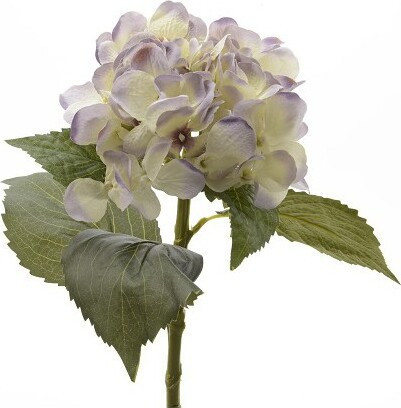Hortensja lila