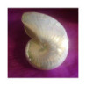 Muszla perłowa duża