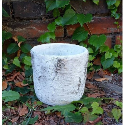 Osłonka Brzoza okrągła