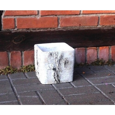 Osłonka Brzoza kwadratowa