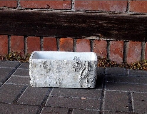 Osłonka Brzoza prostokątna