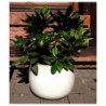 Donica szkliwiona kula biała