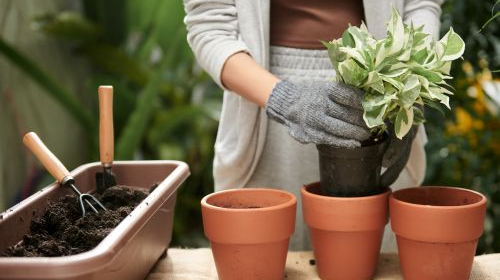 Sekret pięknych roślin zaczyna się od donicy